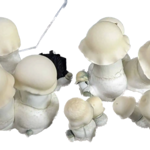 ALBINO PENIS ENVY MUSHROOMS
