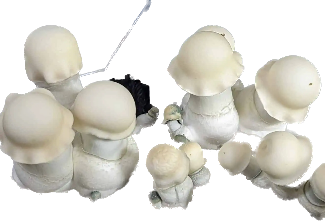 Albino Penis Envy mushrooms psychedelic magic mushrooms